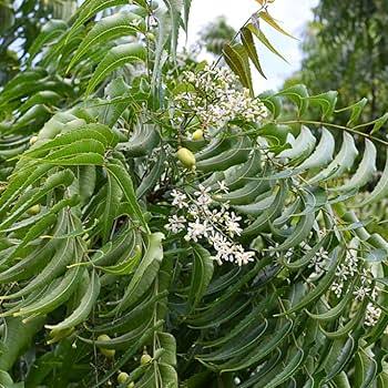 Neem Plants — Browse 2 varieties
